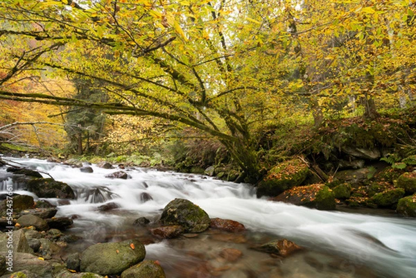 Obraz Mountain river flowing in a deep forest