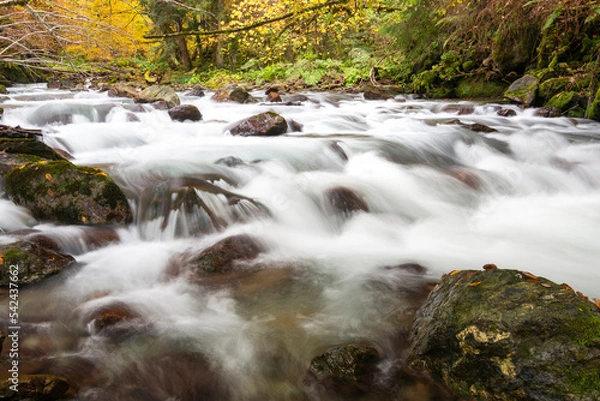 Obraz Mountain river flowing in a deep forest