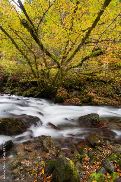 Obraz Mountain river flowing in a deep forest