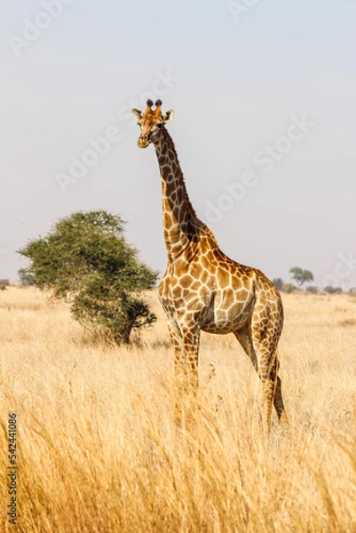 Obraz Single giraffe looking in Kruger Park savanna