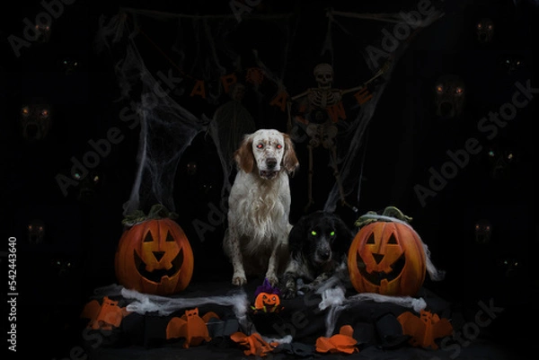 Fototapeta Halloween Setter