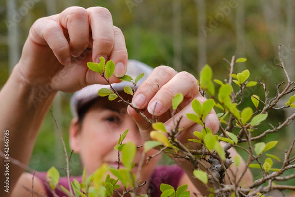 Obraz Mujer deshojando un bonsái en otoño