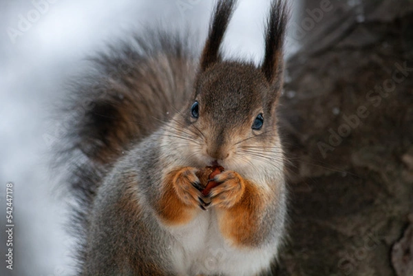 Obraz squirrel in the park