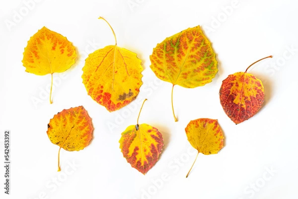 Fototapeta Yellow and red autumn leaves flat lay composition on a white background