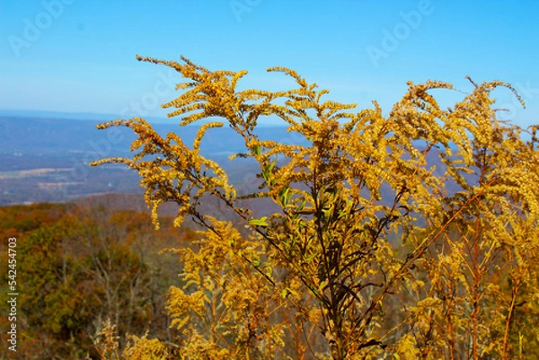 Obraz field against sky on a fall day