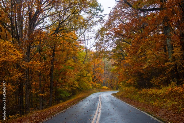 Obraz road in a autumn forest
