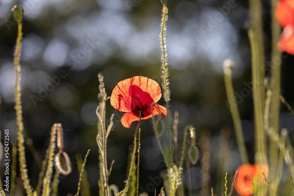 Fototapeta Closeup of beautiful red poppies in a field