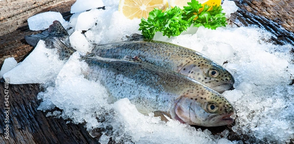 Fototapeta Fisch Forelle Eis