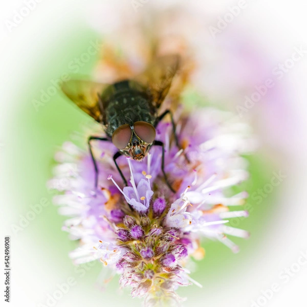 Obraz A common fly sitting on Clover