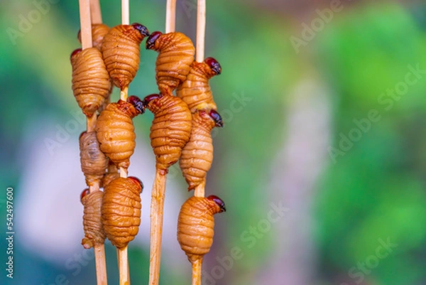 Obraz The most traditional cuisine of the indigenous people of the Peruvian Amazon rainforest (El suri or Chontacuro)