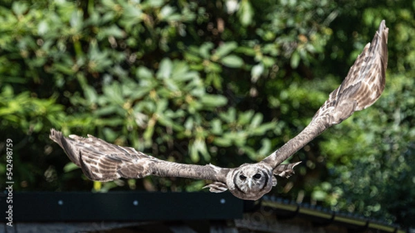 Obraz Eagle owl in flight