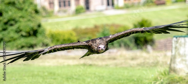 Obraz Bald Eagle in flight and at rest