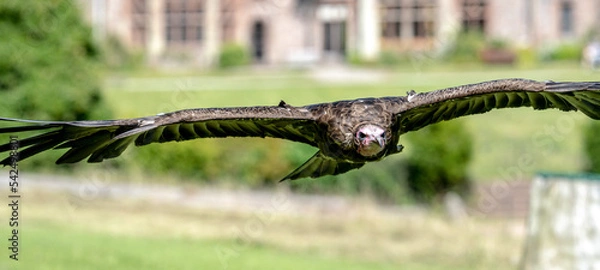 Obraz Bald Eagle in flight and at rest