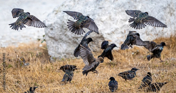 Obraz Starlings taking flight