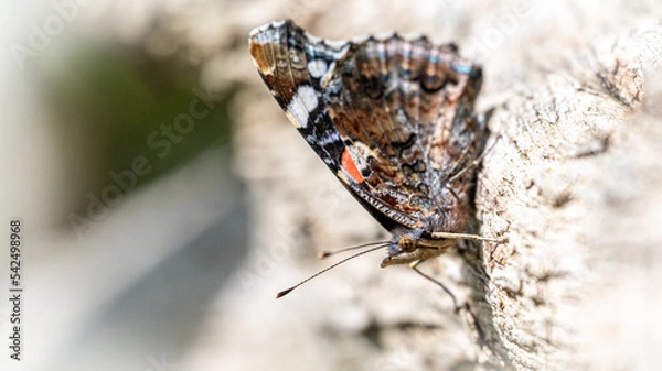 Obraz Red Admiral Butterfly wing underside