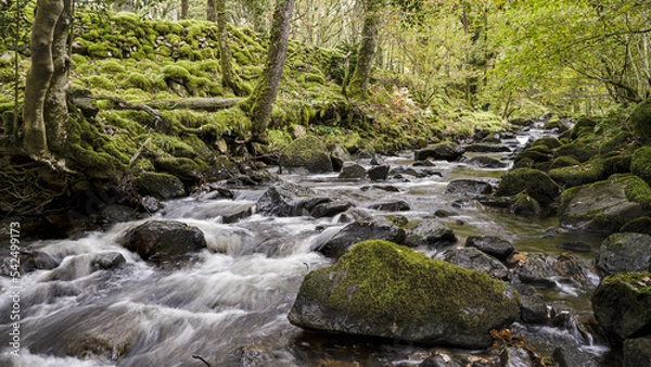 Obraz waterfall in the woods