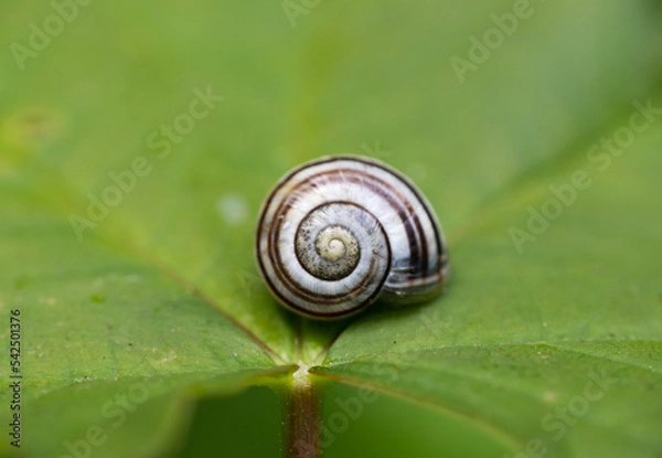 Fototapeta snail on a leaf spiral shell 