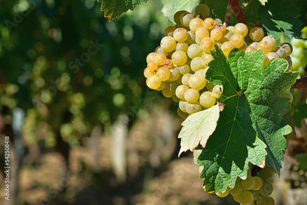 Fototapeta Galician white grape on the vine