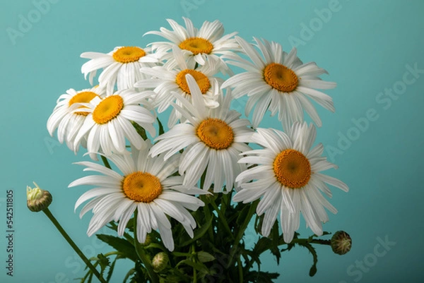 Obraz beautiful white chamomiles (leucanthemum) on a turquoise background