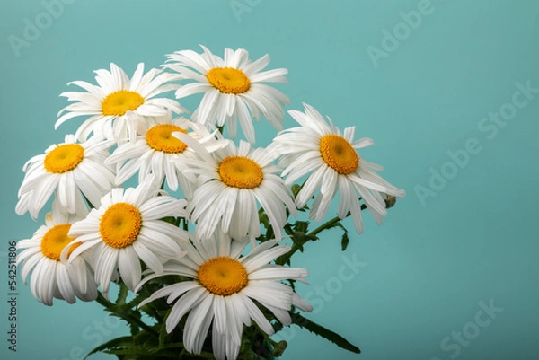 Obraz beautiful white chamomiles (leucanthemum) on a turquoise background