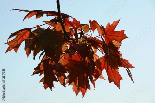 Obraz Crimson Leaves