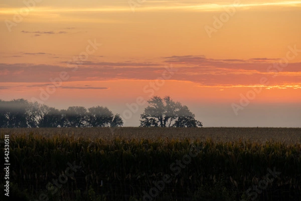 Fototapeta dramatic foggy sunrise landscape of  trees and field of corn