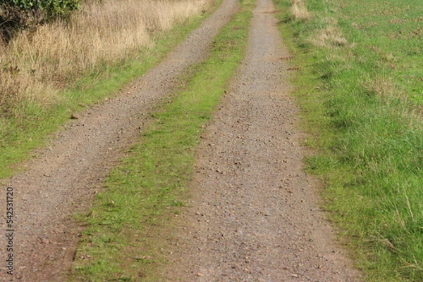 Obraz road in the field