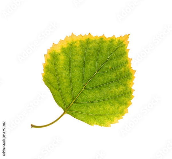 Obraz birch leaf