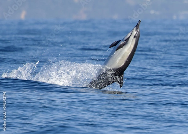 Obraz Common Dolphin