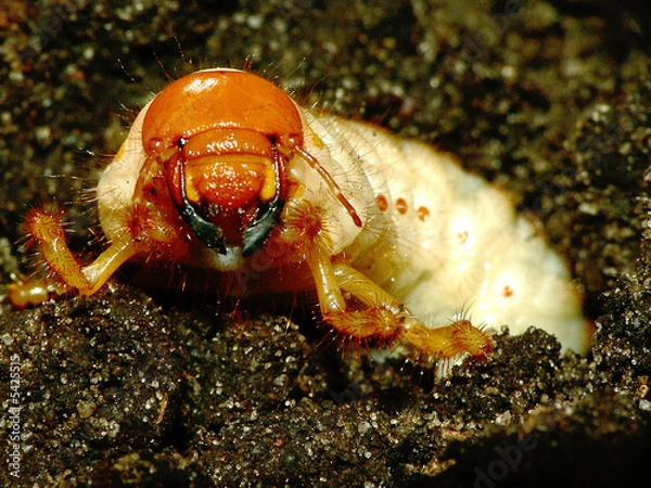 Fototapeta Engerling_01