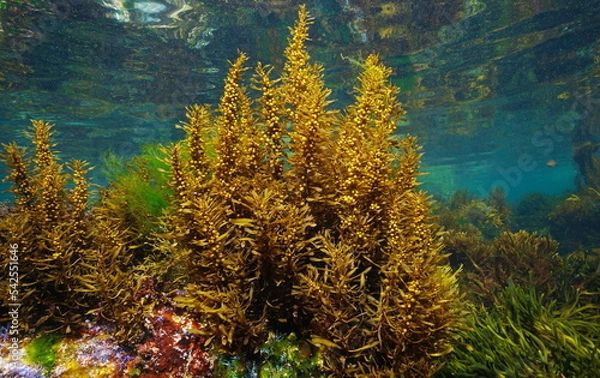 Obraz Sargassum muticum alga commonly known as Japanese wireweed, brown seaweed underwater in the Atlantic ocean, Spain