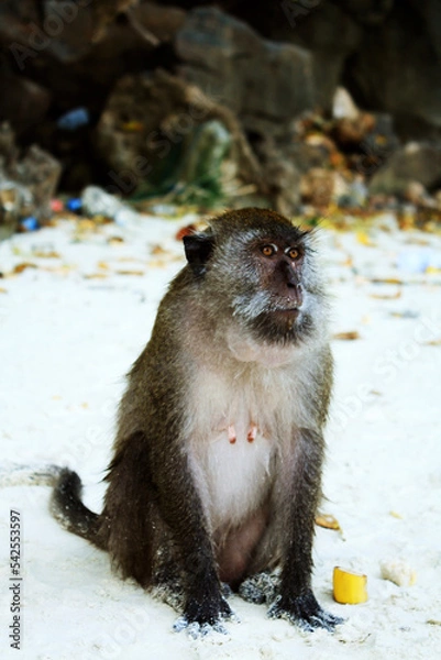 Obraz Monkey, Monkey Beach, Thailand