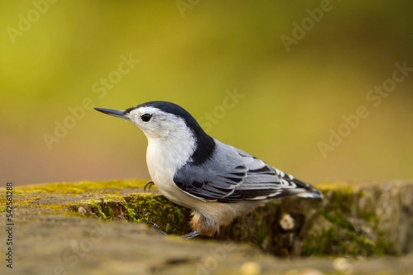 Fototapeta Nuthatch