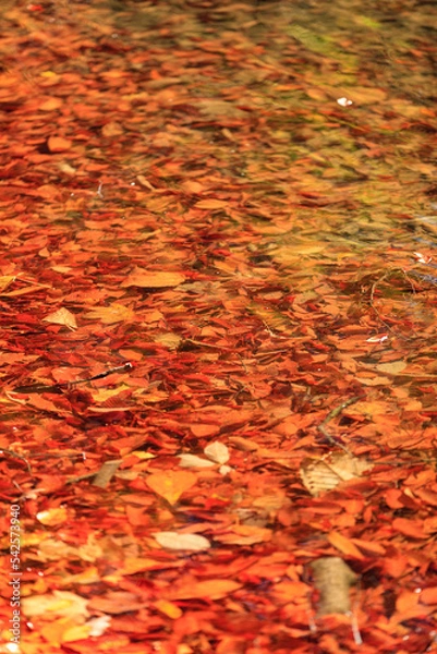 Fototapeta 秋も終わりを告げ紅葉した葉も池の底に沈んでいます