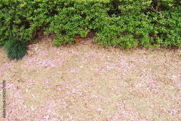 Obraz SAMSUNG CAMERA PICTURES