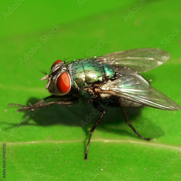 Fototapeta Die grüne Schmeissfliege