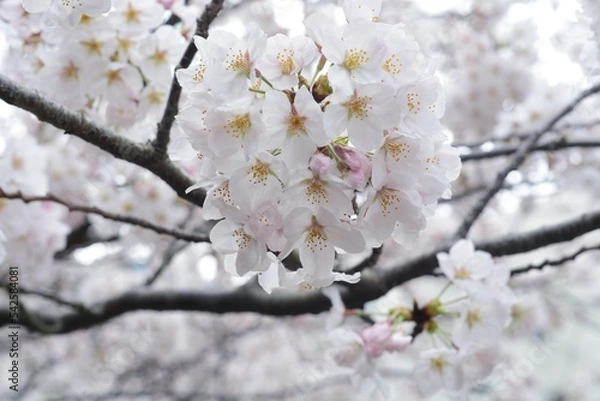 Fototapeta ソメイヨシノのアップ