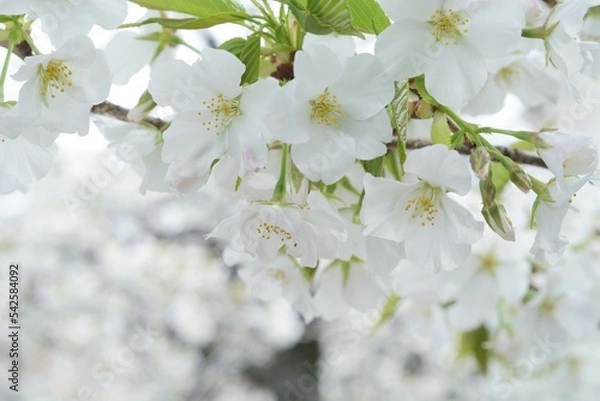 Obraz オオシマザクラのアップ