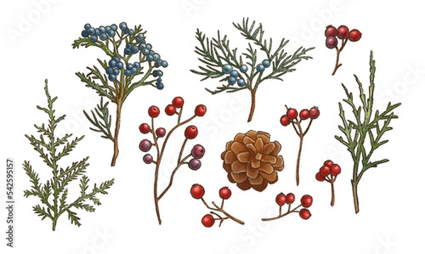 Fototapeta set of winter botanical elements, green branches with red and blue berries, cones, thuja and needles, christmas and new year png decor illustration