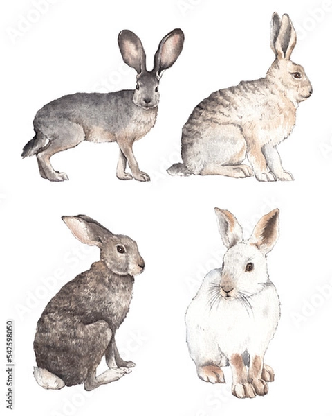 Obraz Watercolor hares  animal isolated on a transparent background illustration
