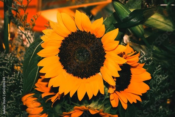 Obraz sunflower in the garden