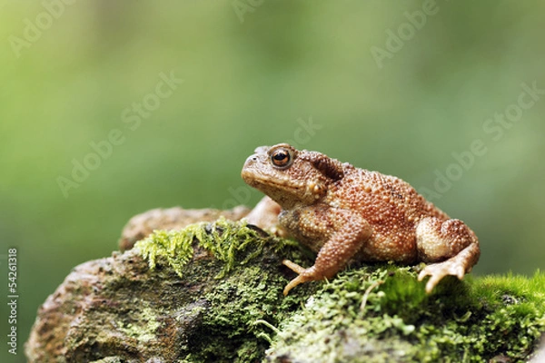 Fototapeta Ropucha szara, Bufo bufo