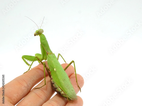 Obraz 手に掴まるハラビロカマキリ