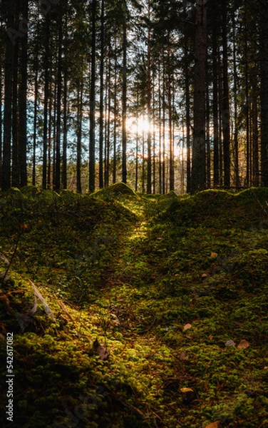 Fototapeta Moody Swedish forest in northern Uppland. The photos are taken during fall. 
