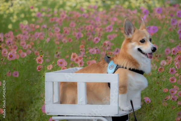 Obraz コスモス畑のコーギー