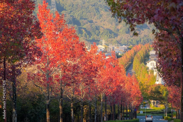 Obraz 紅葉葉楓並木