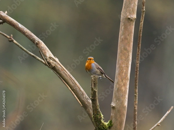 Obraz Rotkehlchen auf Totholz