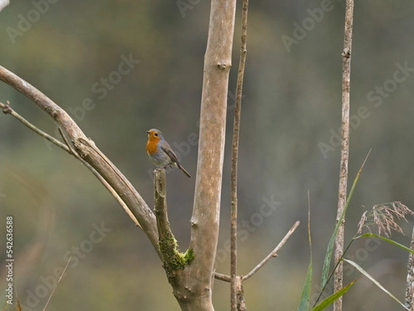 Obraz Rotkehlchen auf Totholz