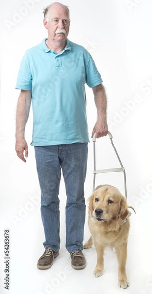 Obraz Guide dog isolated on white