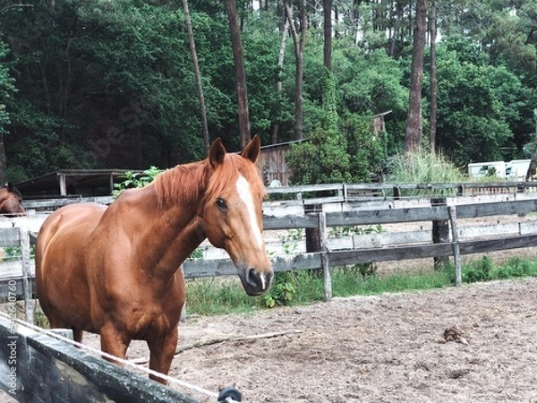 Obraz Horses in the forest